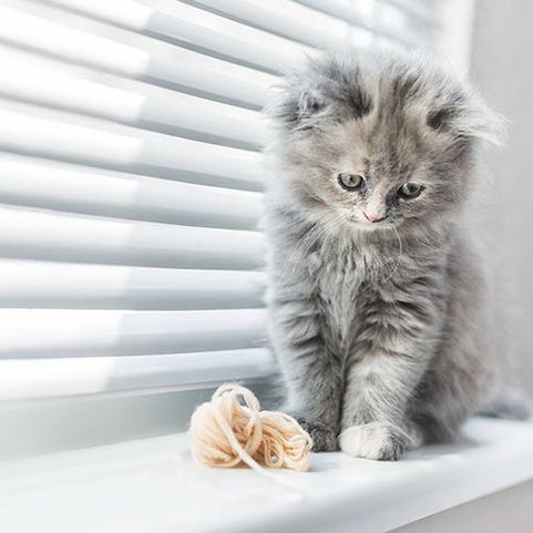 Sonnenschutzsystem und Katze auf dem Fensterbrett